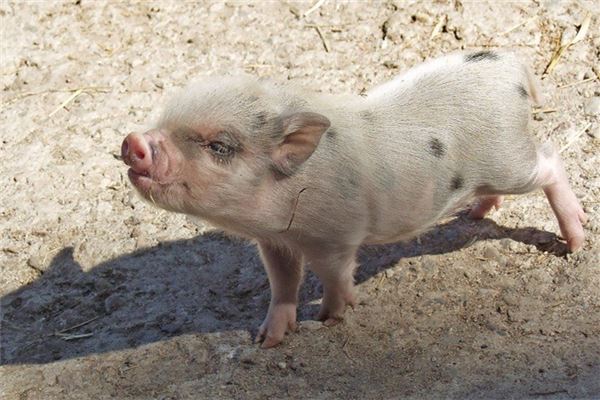 名字評分:吳蕓茗