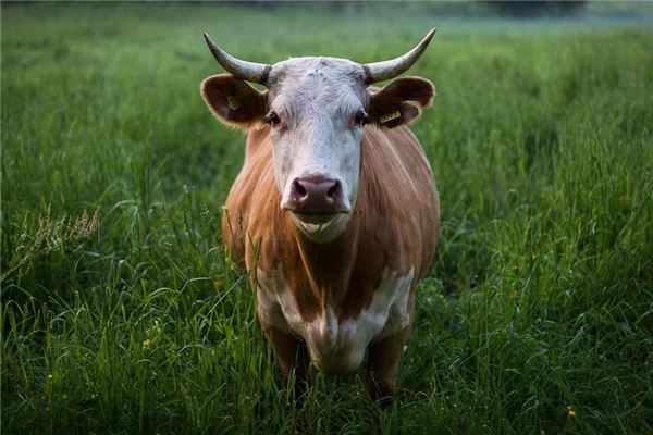 qq炫舞游戲名字大全