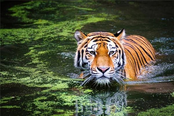 新生兒起名_周未央