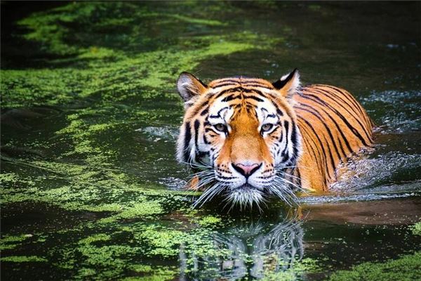 向開元的姓名打分結果_向開元五行分析