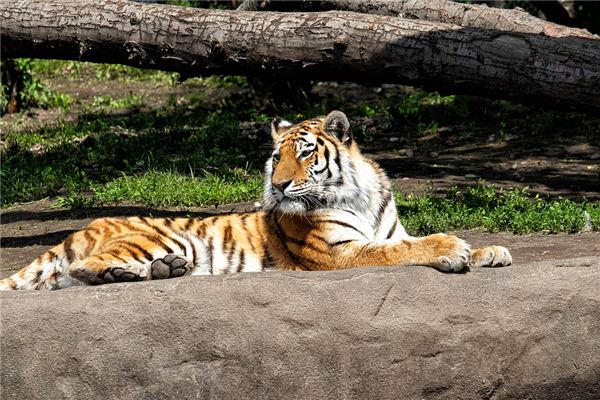 霸氣的飛車車隊名字