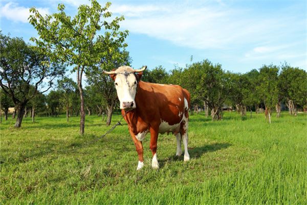 尤寒波的姓名打分結(jié)果_尤寒波五行分析