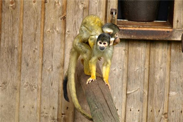 趙楚然的姓名打分結果_趙楚然五行分析