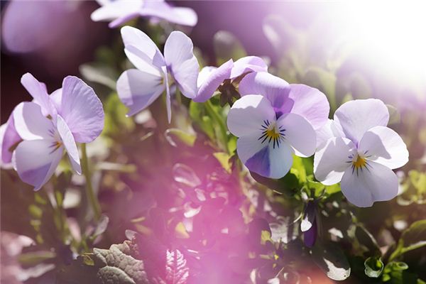 馬年給寶寶起個(gè)好名字