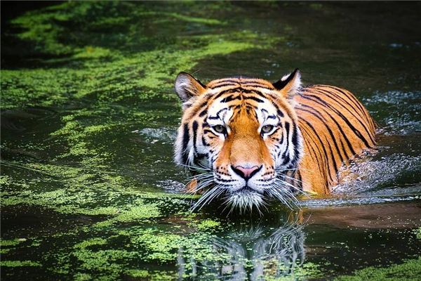 黃文永的姓名打分結果_黃文永五行分析