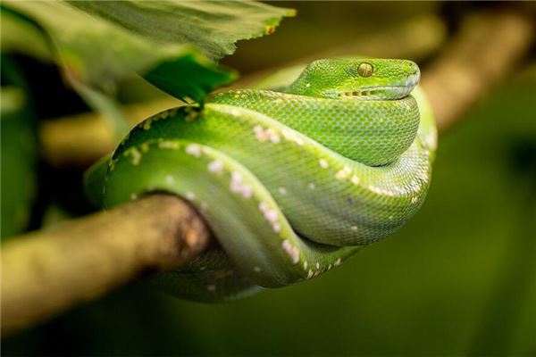 名字推薦_李淑華