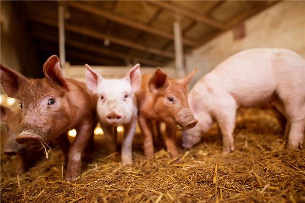 張貝的姓名打分結(jié)果_張貝五行分析