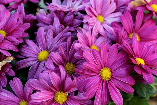 名字推薦:吳新文