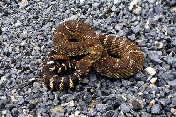 羅老號的姓名打分結(jié)果_羅老號五行分析