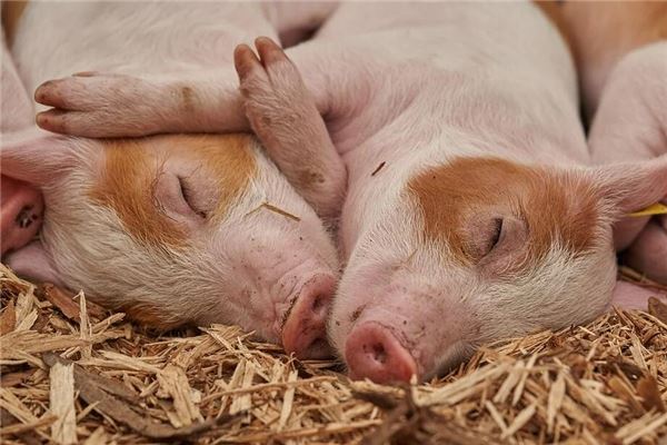 名字中有楠什么意思