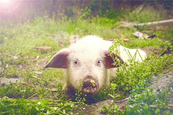 張清霖的姓名打分結(jié)果_張清霖五行分析