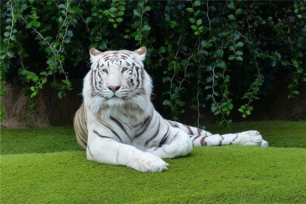 起衛紅這個名字有什么意義  第1張