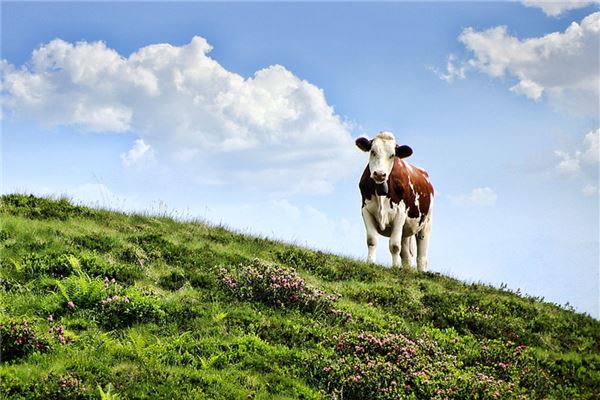 酷網(wǎng)名有哪些(求酷炫網(wǎng)名)