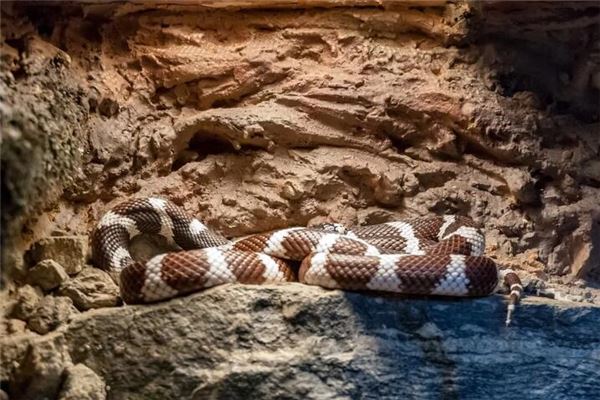 劉佳麗名字打分