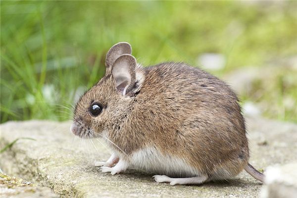 王瀏芳的姓名打分結果_王瀏芳五行分析