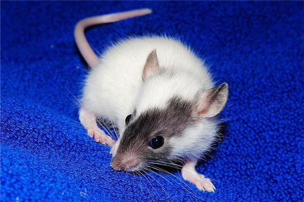 帶M的名字 女孩