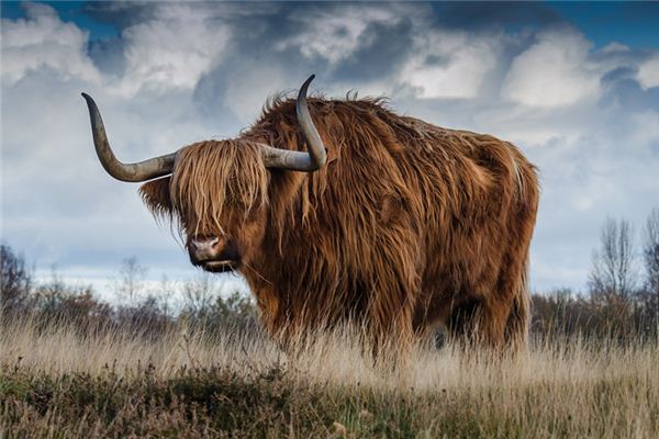 取名技巧_咖啡屋名字