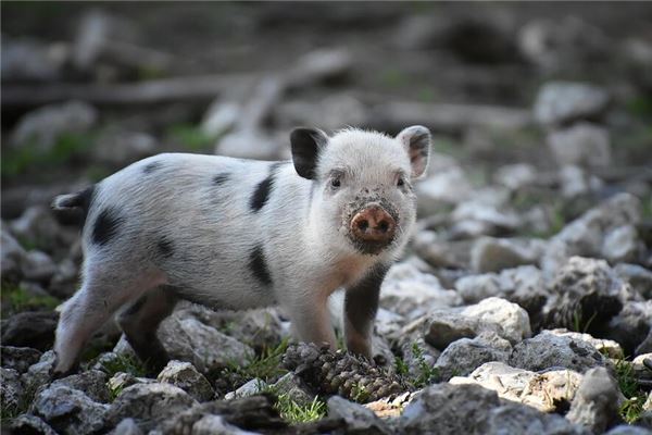 專業取名_韓姓女孩起名