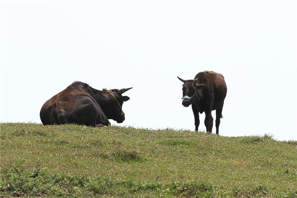 寶寶取名_元宵節(jié)出生小名怎么取
