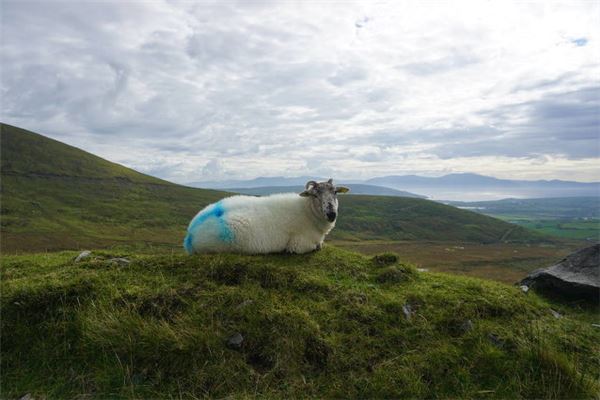 新生兒取名：周悠雅
