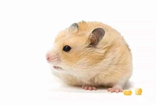 取名技巧_鼠年寶寶起名