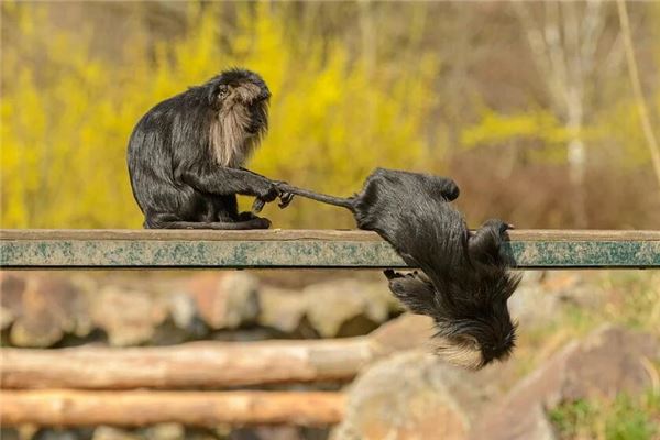 寶寶取名_孫睿彤