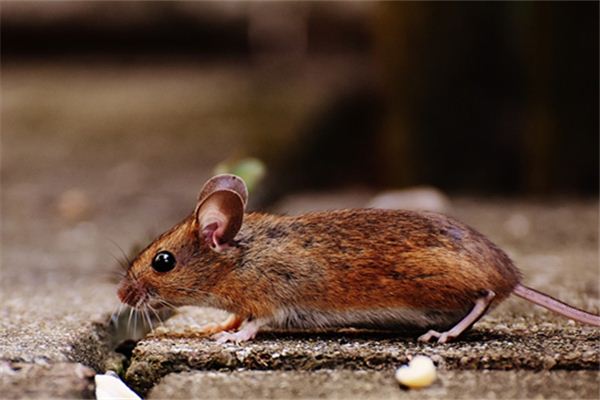 黃集驤的姓名打分結果_黃集驤五行分析