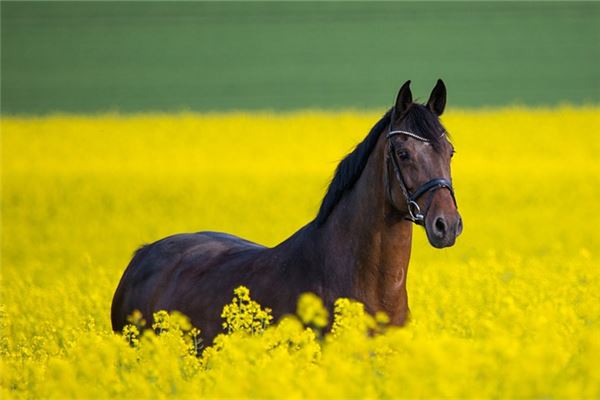 畢福的姓名打分結果_畢福的姓名五行分析