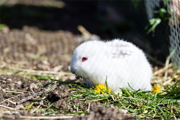 2021新生兒起名_董姓取名字大全