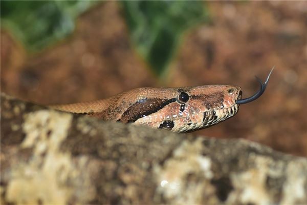 趙琳碩的姓名打分結果_趙琳碩五行分析