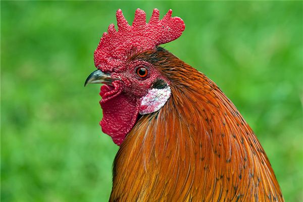 楊憶風的姓名打分結果_楊憶風五行分析