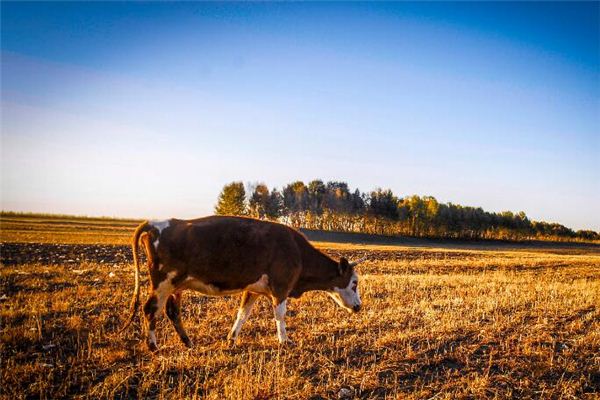 姓氏取名：傷感的游戲名推薦