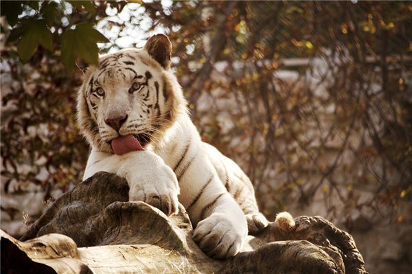 周易測店名(測店名打分最準免費周易測名)