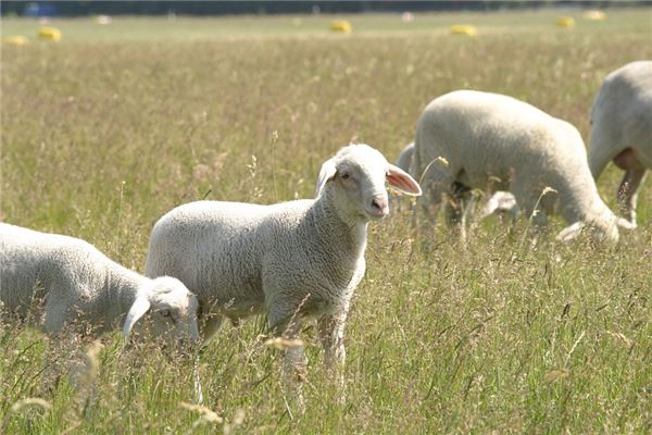 蔡偉志的姓名打分結果_蔡偉志的姓名五行分析