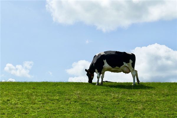 吳喬涵的姓名打分結果_吳喬涵五行分析