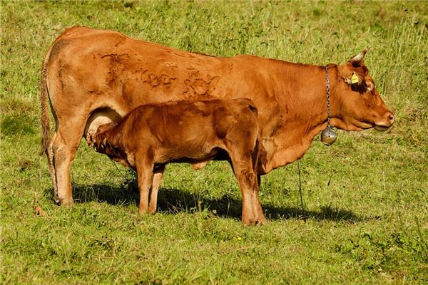 帶貝的女孩名字  第1張