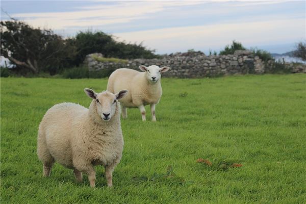 楊浩祺的姓名打分結果_楊浩祺五行分析