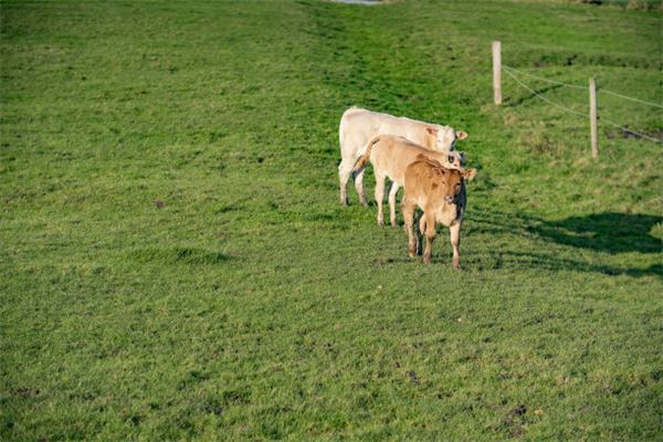 免費起名_周清涵