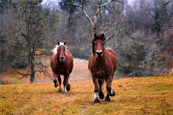 神武帶雙的結拜名字