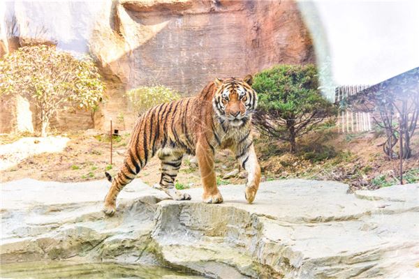 姓名五行分析_周貞芳