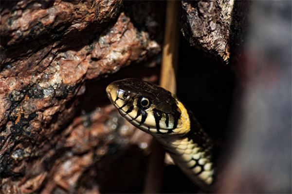 寶寶怎么取名_五行屬木的字有哪些? 第1張 寶寶怎么取名_五行屬木的字有哪些? 第1張