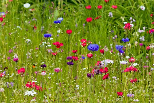 謝艾格的姓名打分結果_謝艾格五行分析