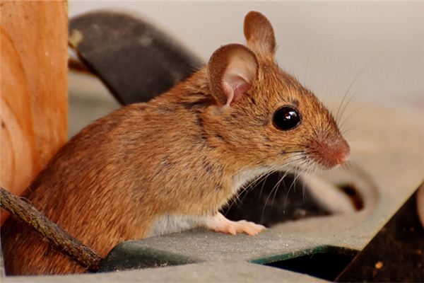 取名禁忌_英語女孩名字