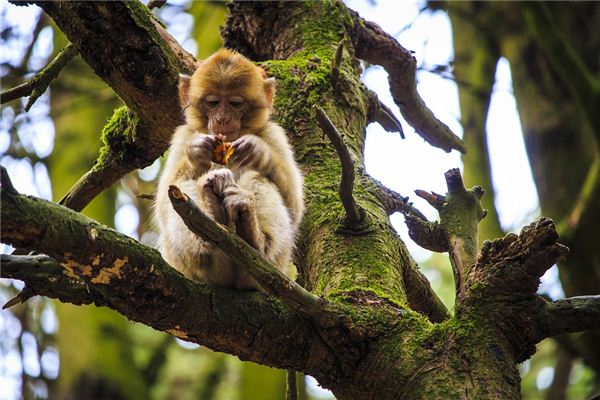 袁嘉樂的姓名打分結(jié)果_袁嘉樂五行分析