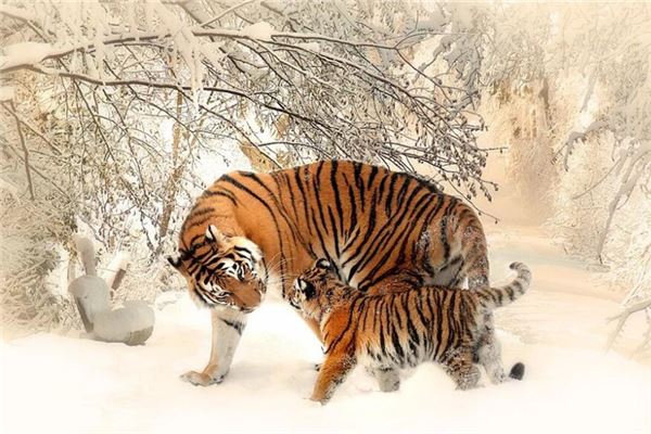 劉禹辰名字含義