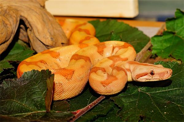 莊宜生的姓名打分結果_莊宜生五行分析