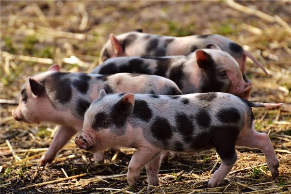 馬清儀的姓名打分結果_馬清儀五行分析