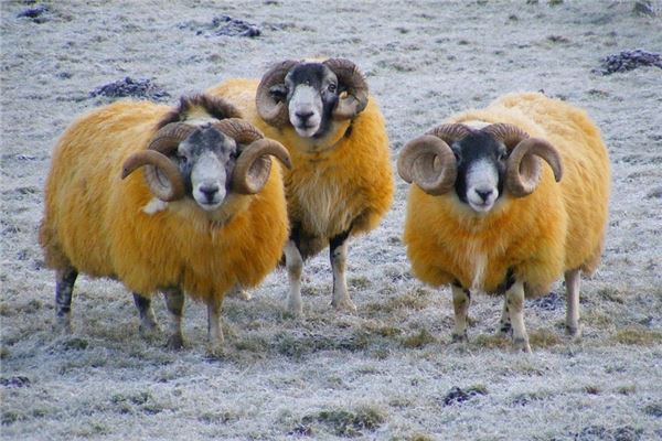 姓名測分_周雨雙