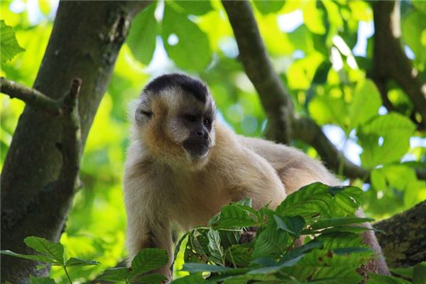 茹綺鈴的姓名打分結果_茹綺鈴五行分析