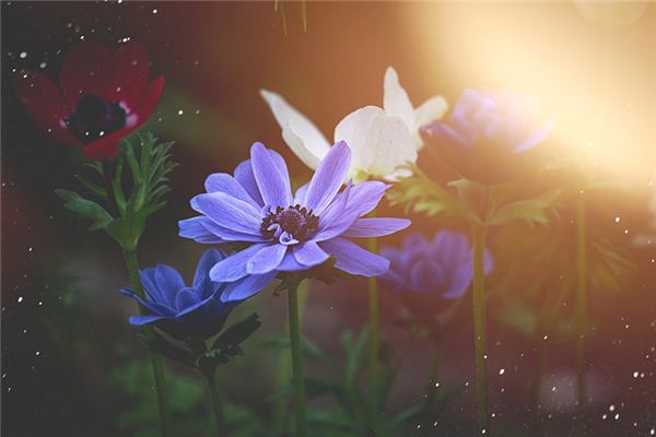 袁攀的姓名打分結果_袁攀五行分析